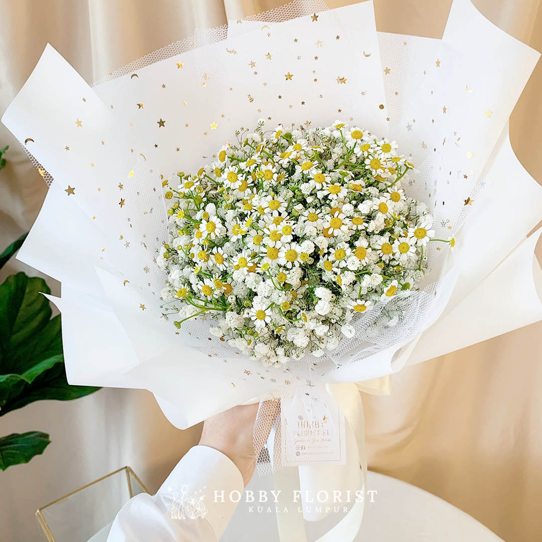 Starry Chamomile
