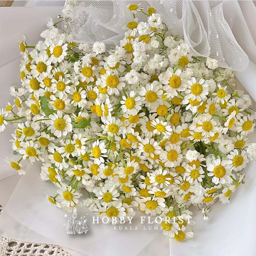 Starry Chamomile - Image 9