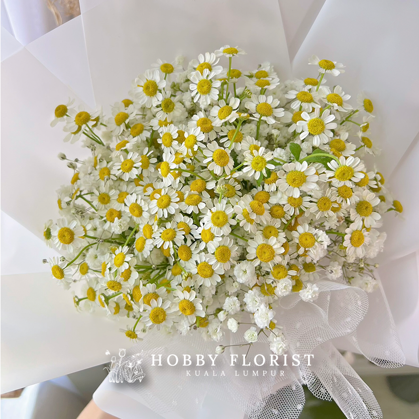 Starry Chamomile - Image 8